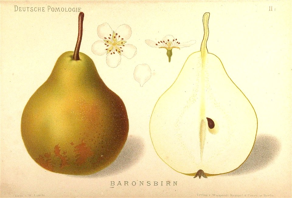 Deutsche Pomologie - Birnen - 001