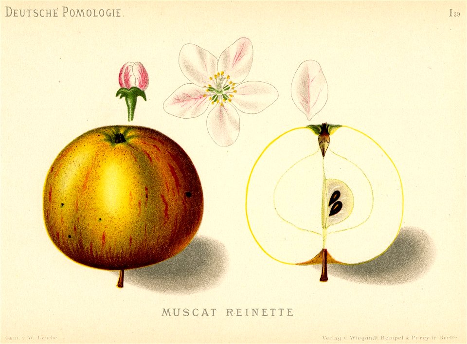 Deutsche Pomologie - Aepfel - 039