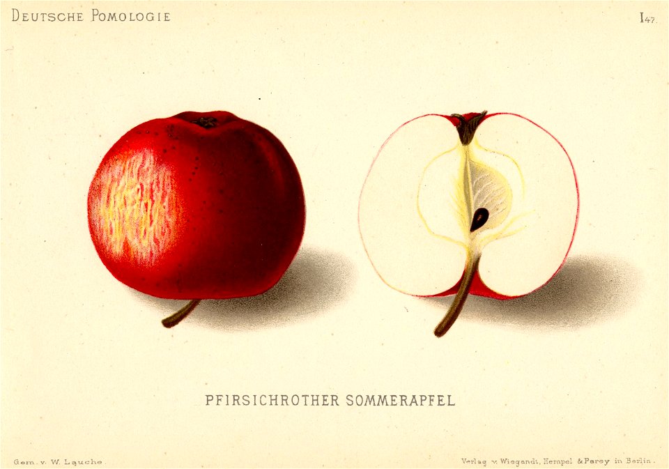 Deutsche Pomologie - Aepfel - 047