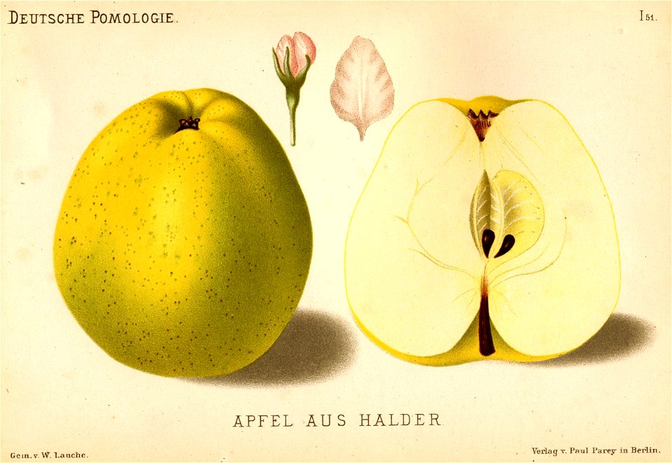 Deutsche Pomologie - Aepfel - 051