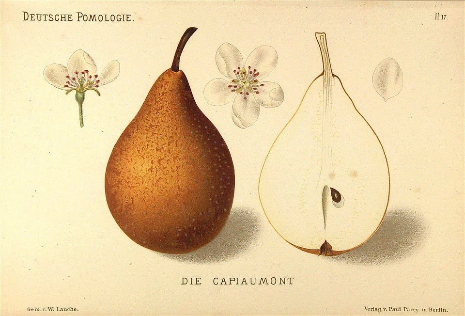 Deutsche Pomologie - Birnen - 017