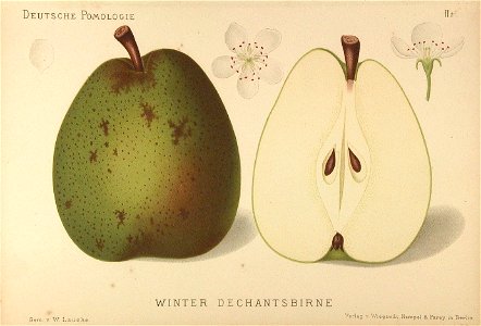 Deutsche Pomologie - Birnen - 021