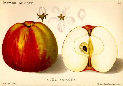 Deutsche Pomologie - Aepfel - 059