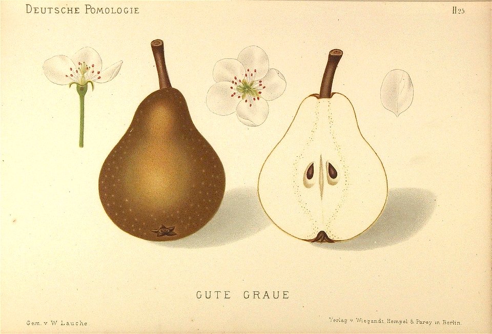 Deutsche Pomologie - Birnen - 025