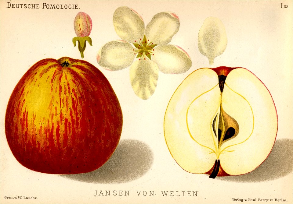 Deutsche Pomologie - Aepfel - 063
