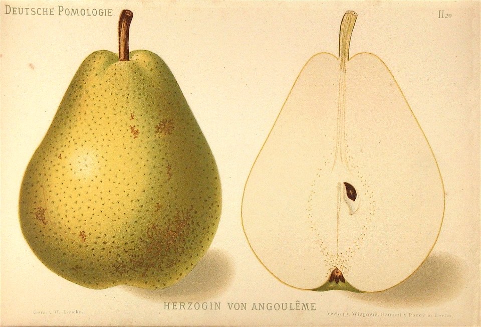 Deutsche Pomologie - Birnen - 029