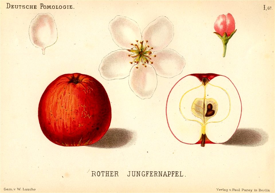 Deutsche Pomologie - Aepfel - 067