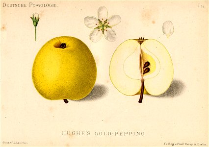 Deutsche Pomologie - Aepfel - 075