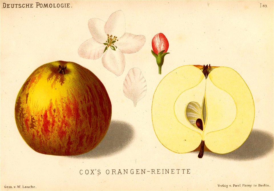 Deutsche Pomologie - Aepfel - 083