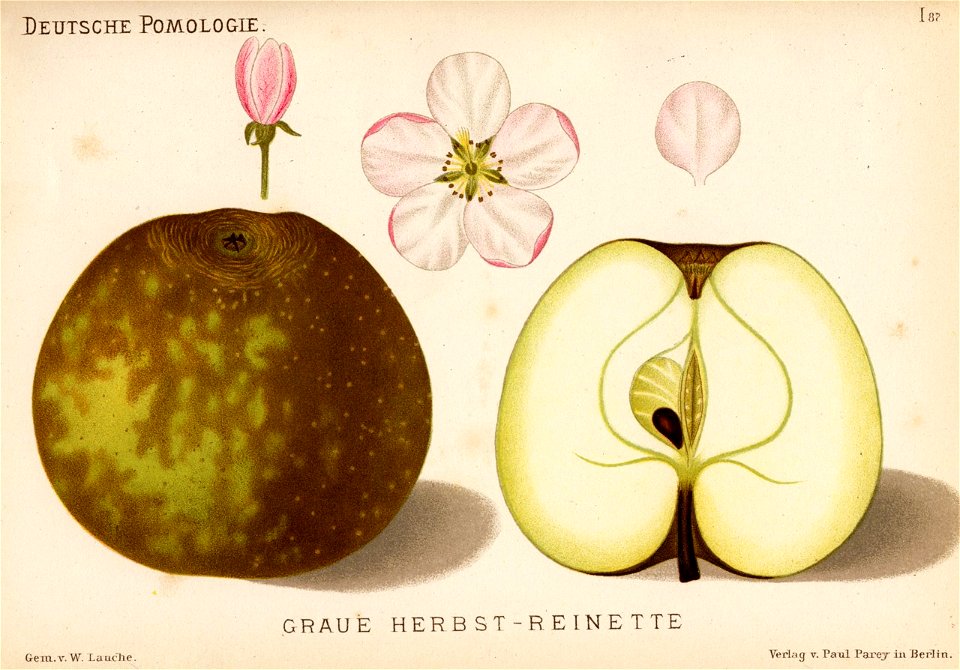 Deutsche Pomologie - Aepfel - 087
