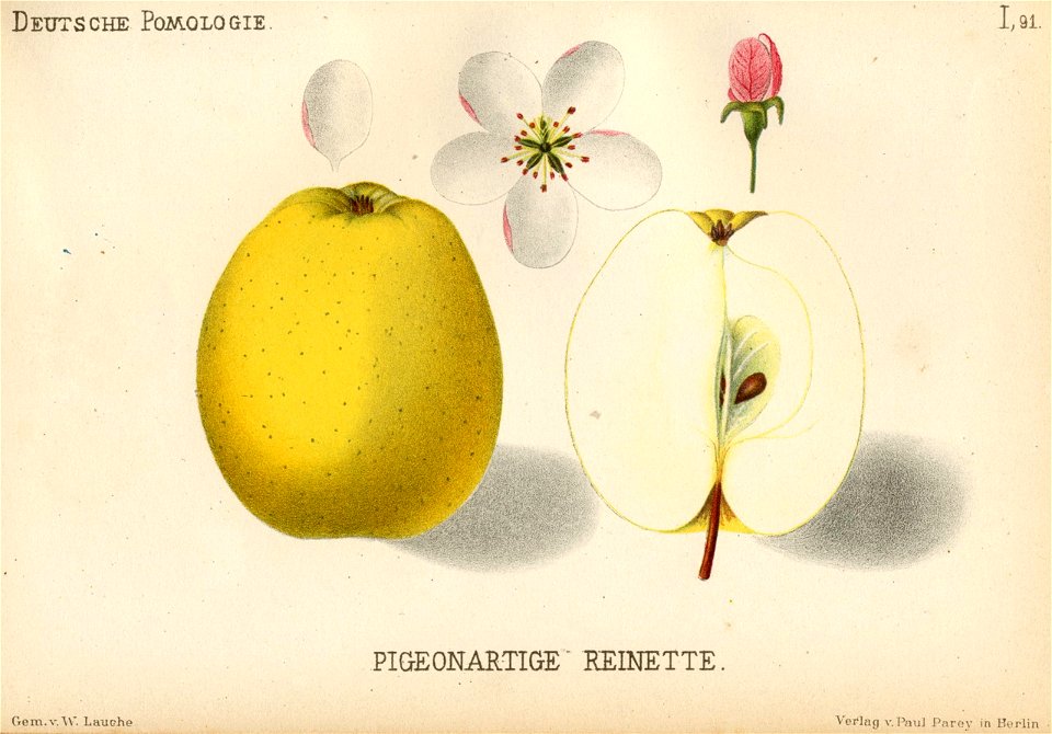 Deutsche Pomologie - Aepfel - 091
