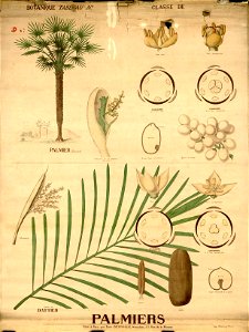 Deyrolle 948474