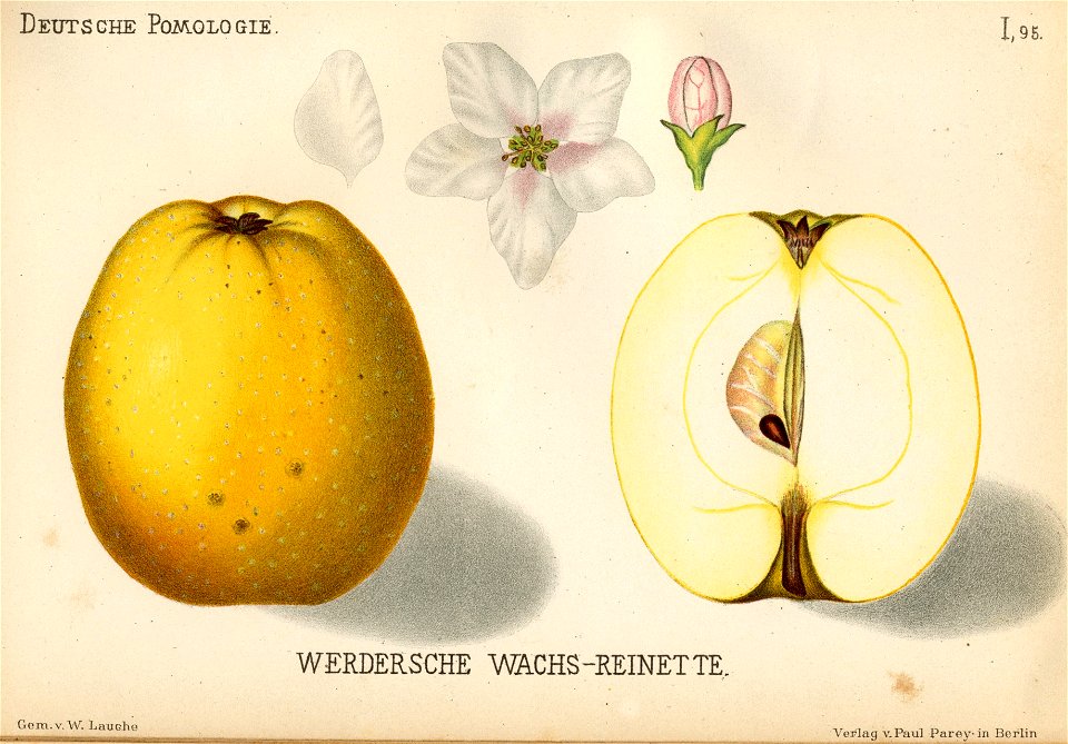 Deutsche Pomologie - Aepfel - 095