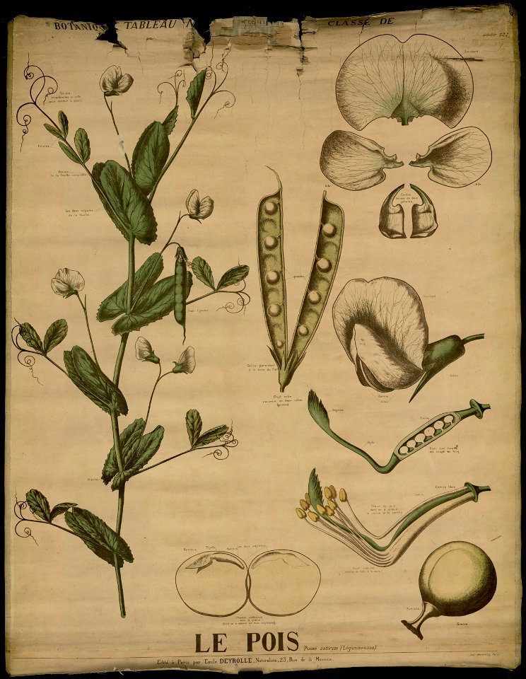 Deyrolle 948502