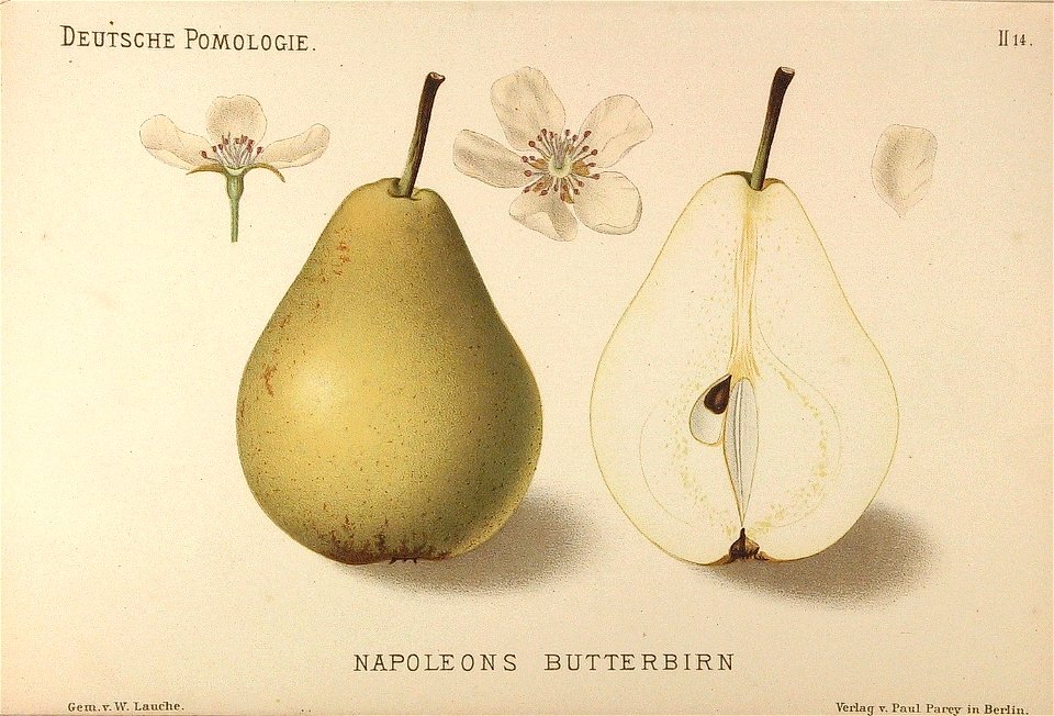 Deutsche Pomologie - Birnen - 014