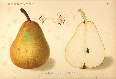 Deutsche Pomologie - Birnen - 018