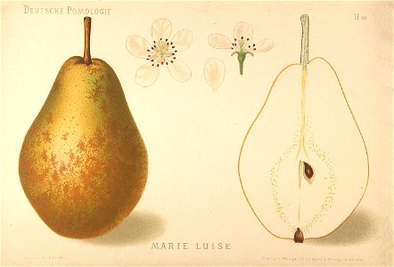 Deutsche Pomologie - Birnen - 038