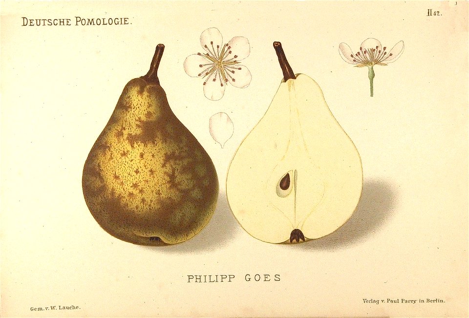 Deutsche Pomologie - Birnen - 042