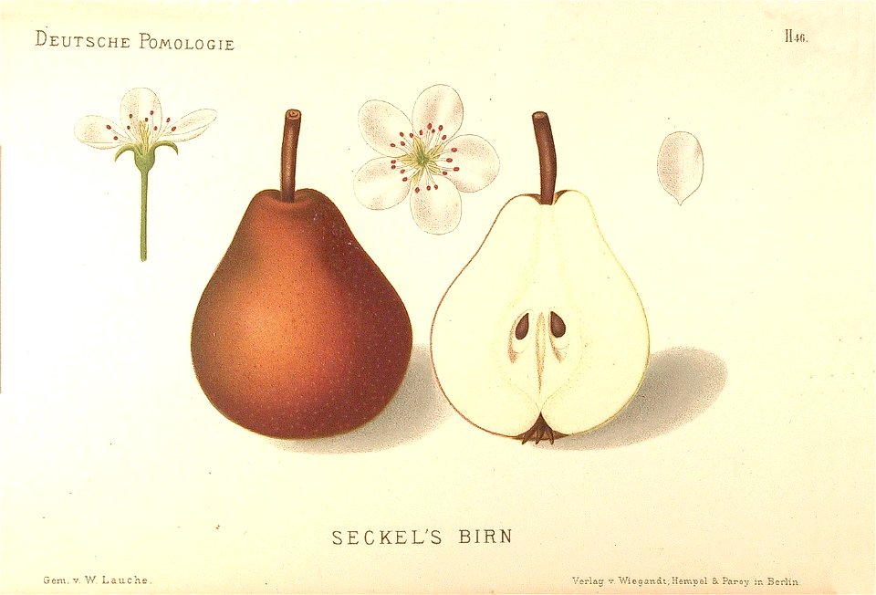 Deutsche Pomologie - Birnen - 046