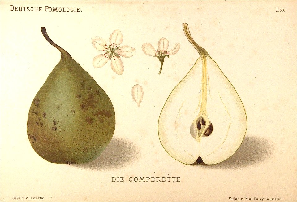 Deutsche Pomologie - Birnen - 050