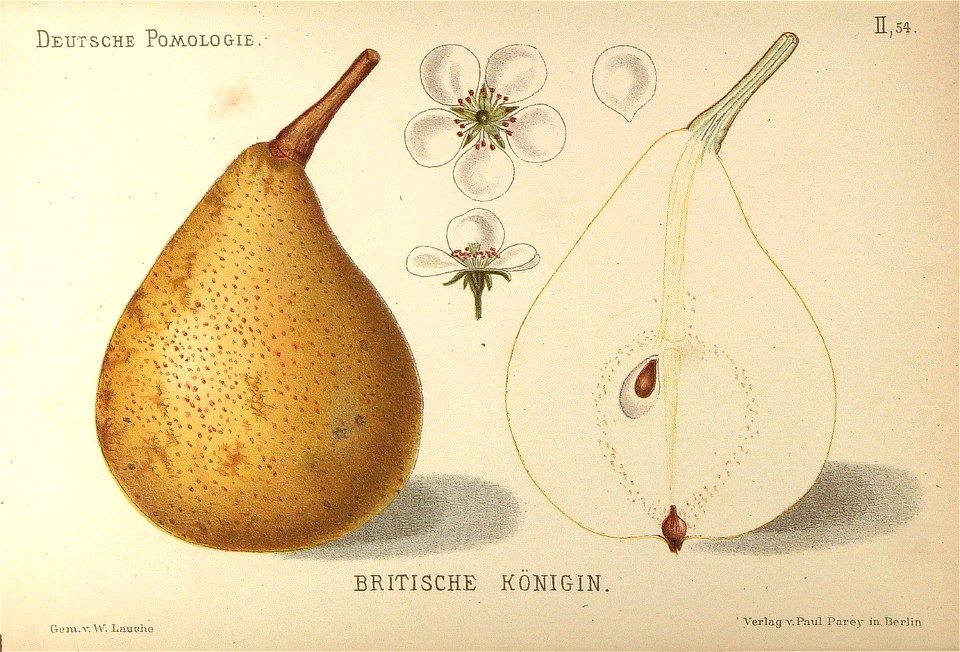 Deutsche Pomologie - Birnen - 054