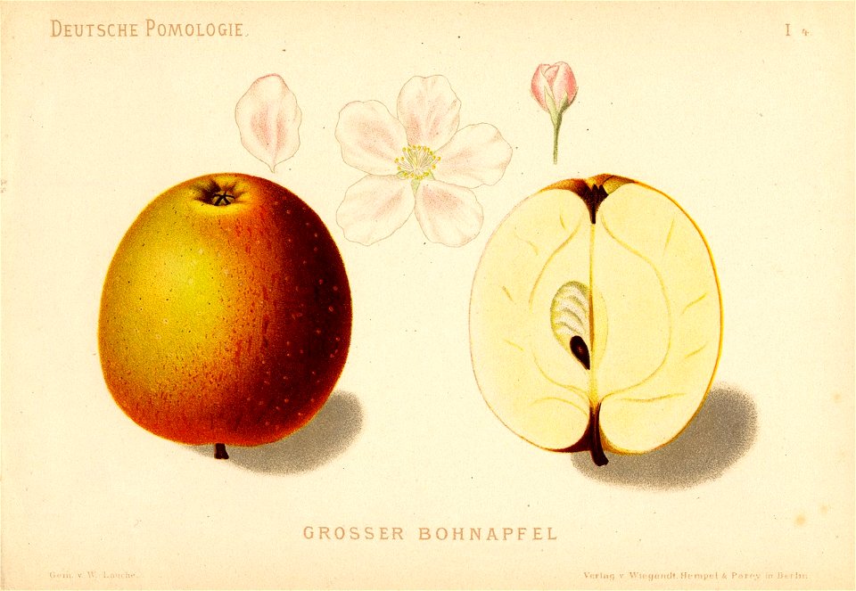 Deutsche Pomologie - Aepfel - 004