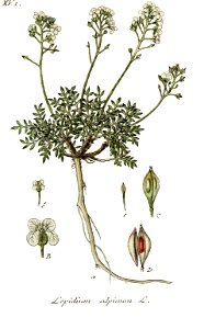 Deutschlands flora in abbildungen nach der natur (1806) (14576645208) - clean