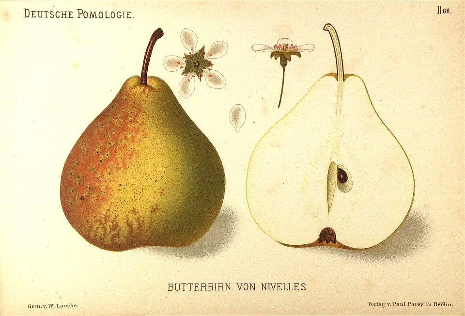 Deutsche Pomologie - Birnen - 066