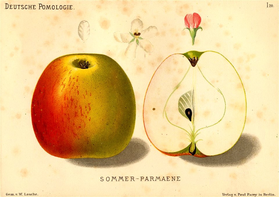 Deutsche Pomologie - Aepfel - 020