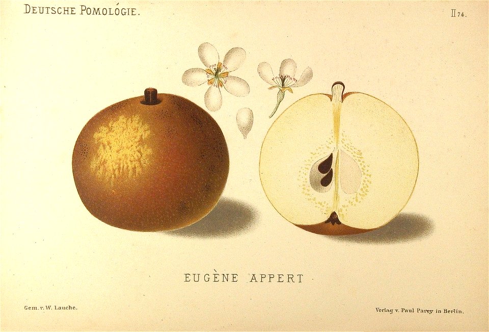 Deutsche Pomologie - Birnen - 074