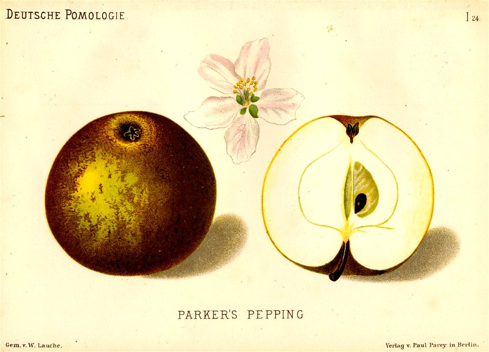 Deutsche Pomologie - Aepfel - 024
