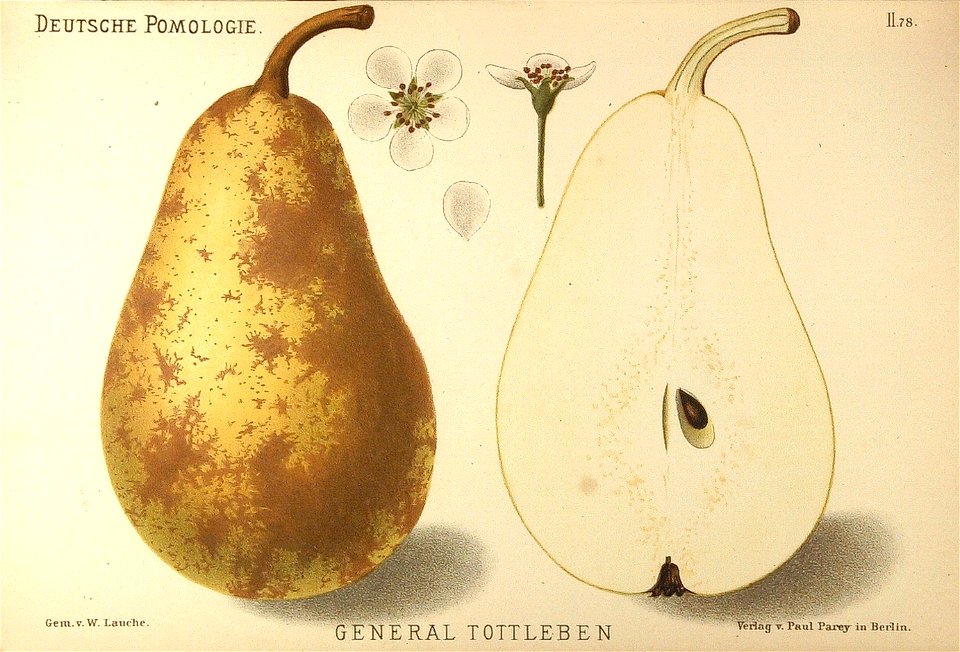 Deutsche Pomologie - Birnen - 078