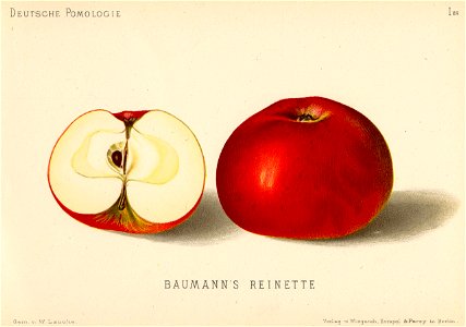 Deutsche Pomologie - Aepfel - 028