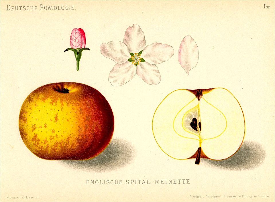 Deutsche Pomologie - Aepfel - 032