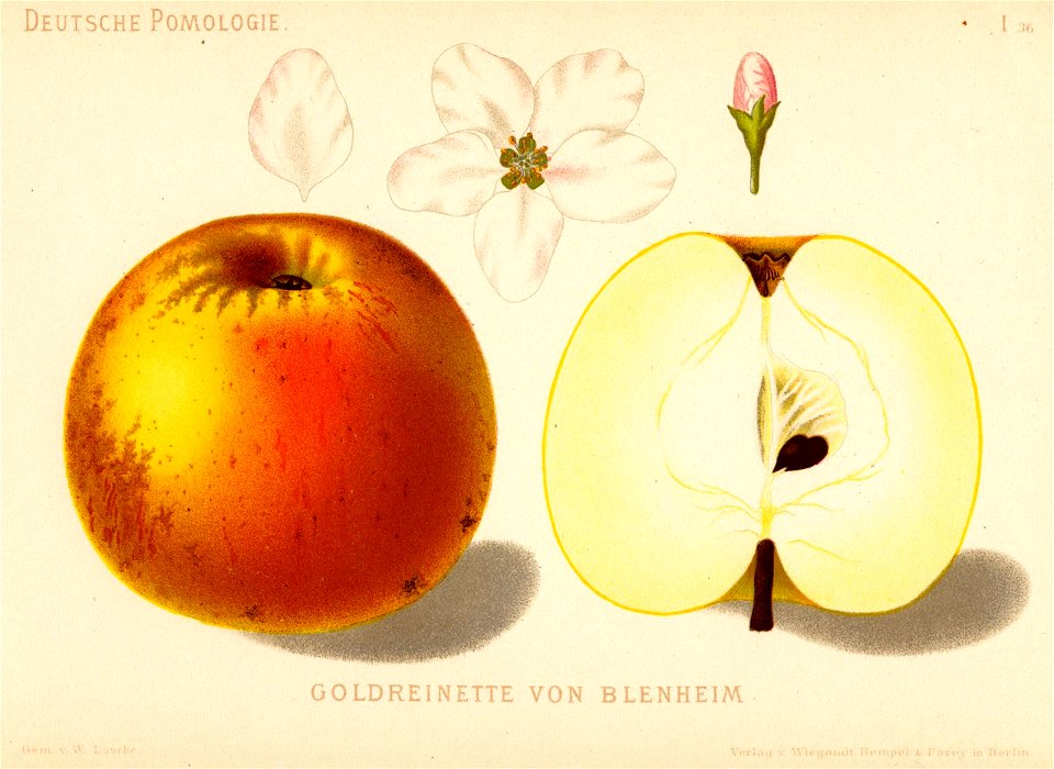 Deutsche Pomologie - Aepfel - 036
