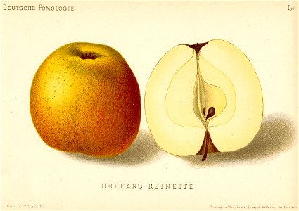 Deutsche Pomologie - Aepfel - 040