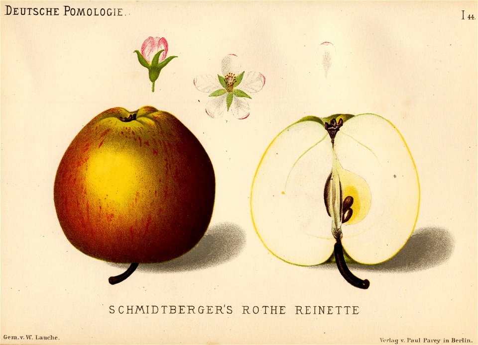 Deutsche Pomologie - Aepfel - 044