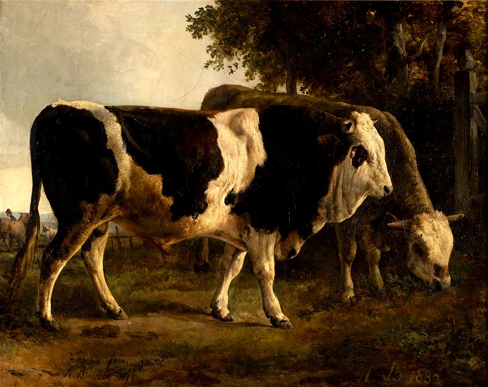 Deux taureaux