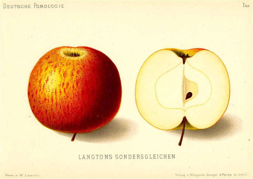 Deutsche Pomologie - Aepfel - 048