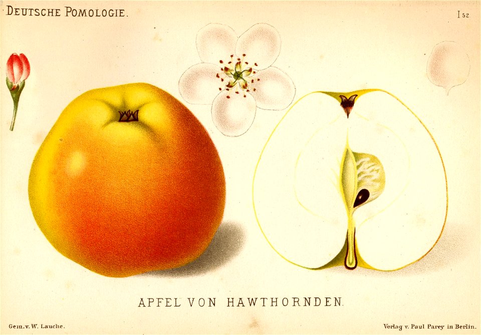 Deutsche Pomologie - Aepfel - 052