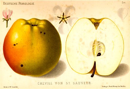 Deutsche Pomologie - Aepfel - 056