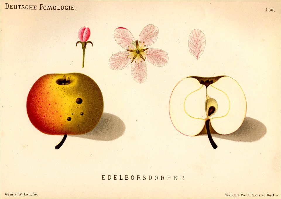 Deutsche Pomologie - Aepfel - 060