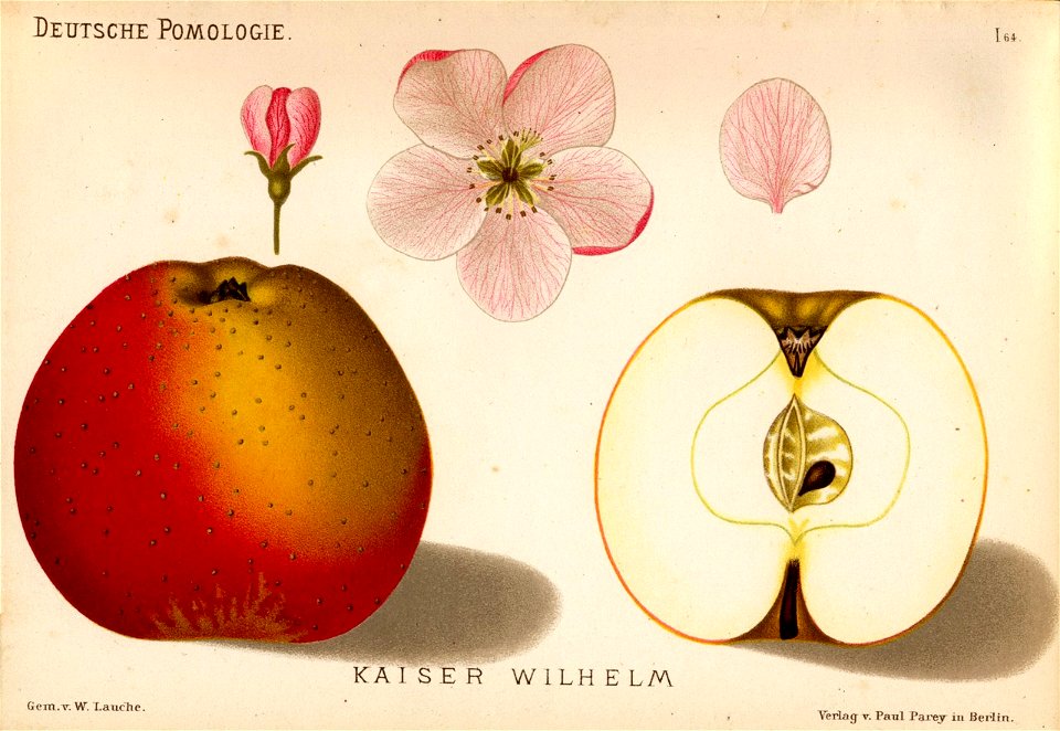 Deutsche Pomologie - Aepfel - 064