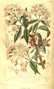 Deutzia longifolia 139-8493