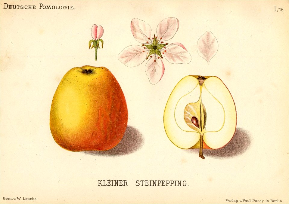 Deutsche Pomologie - Aepfel - 076