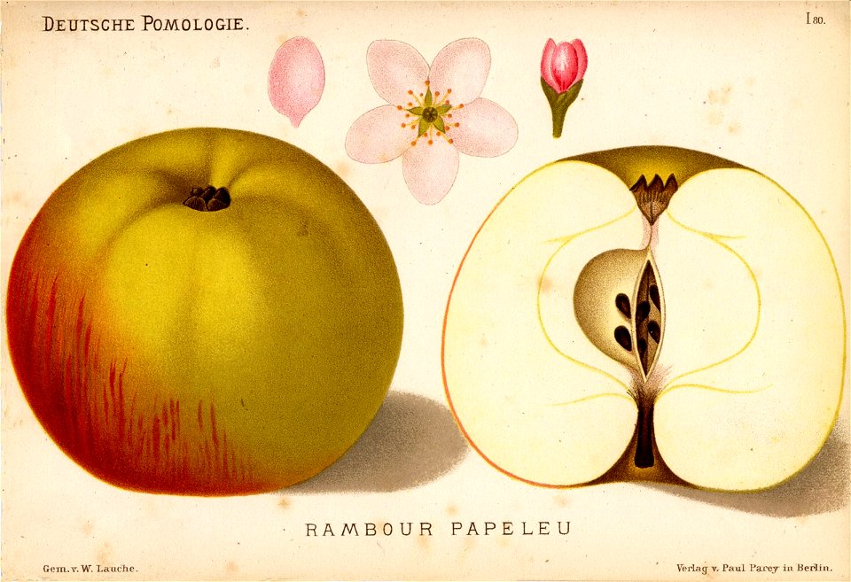 Deutsche Pomologie - Aepfel - 080