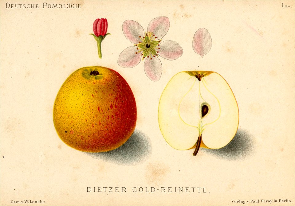 Deutsche Pomologie - Aepfel - 084