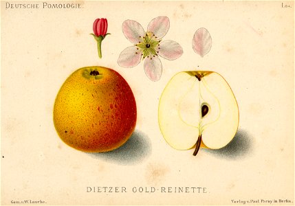 Deutsche Pomologie - Aepfel - 084