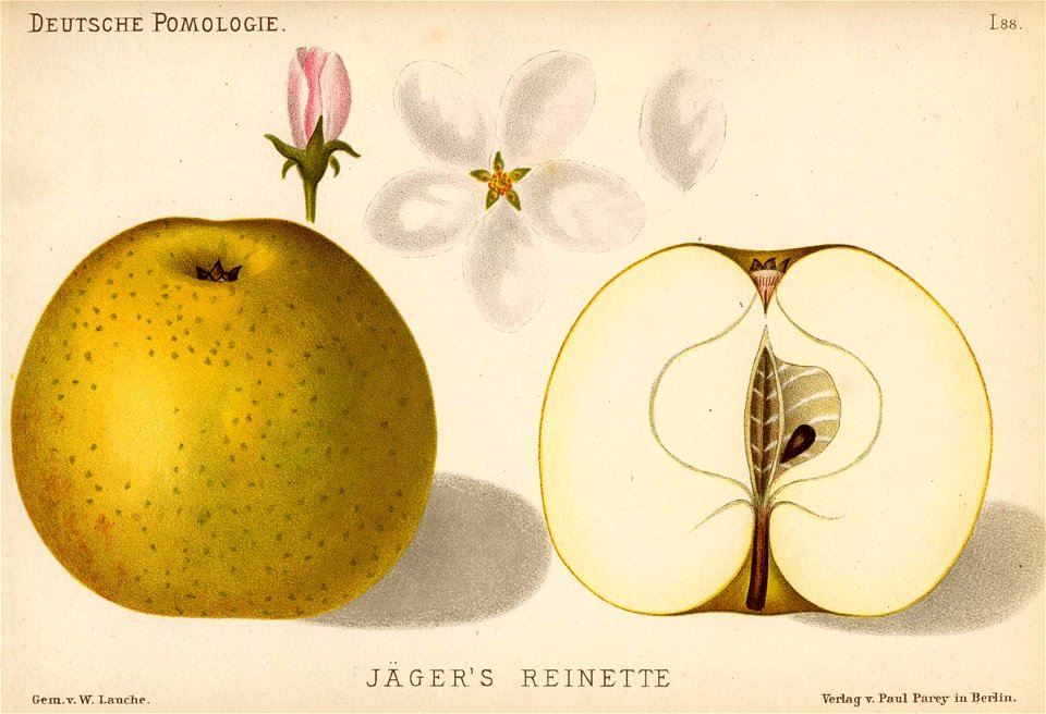 Deutsche Pomologie - Aepfel - 088