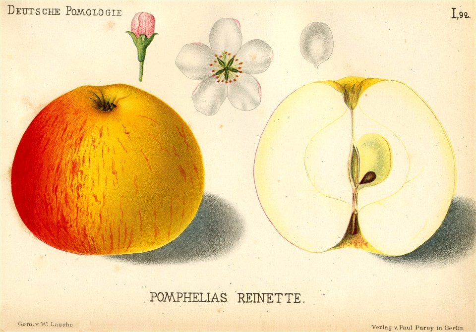 Deutsche Pomologie - Aepfel - 092